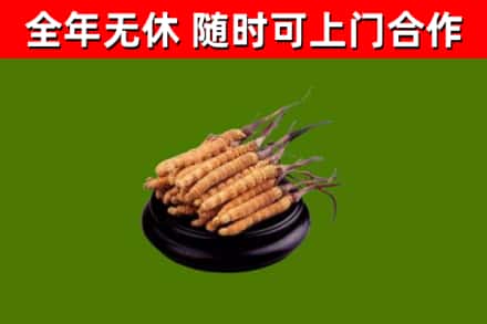 灞桥区回收散虫草